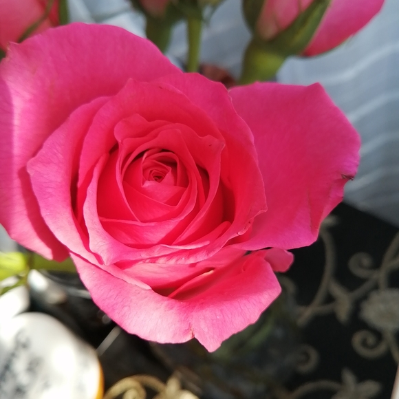 Meet your Posher, Sandi - Picture 3 of 6